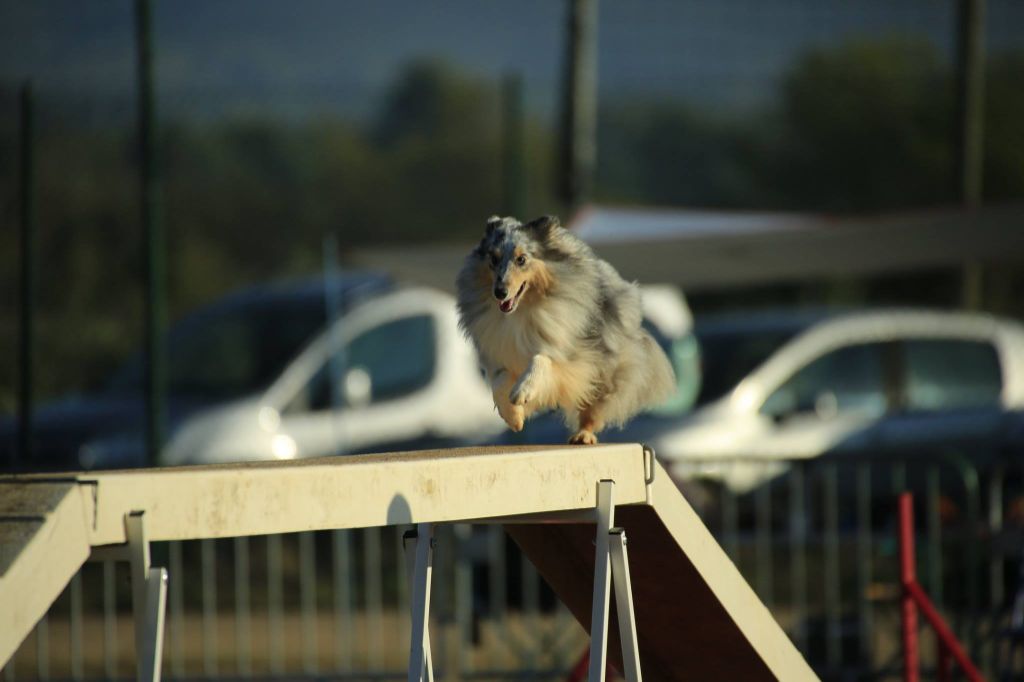 des Crocs de Provence - Concours d'agility de Hyères