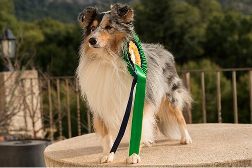 des Crocs de Provence - Légolas Champion de San Marin