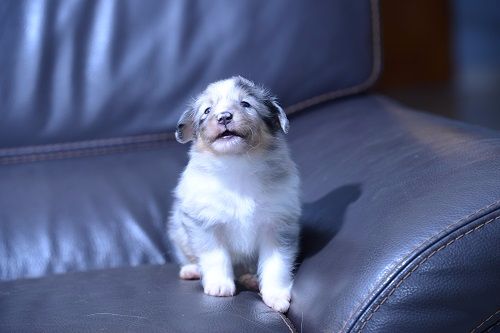 des Crocs de Provence - Les chiots de Jen et Iakari ont eu 5 semaines