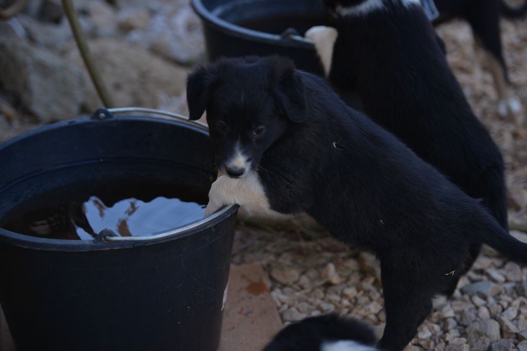 des Crocs de Provence - Les chiots ont été pucés et vermifugés