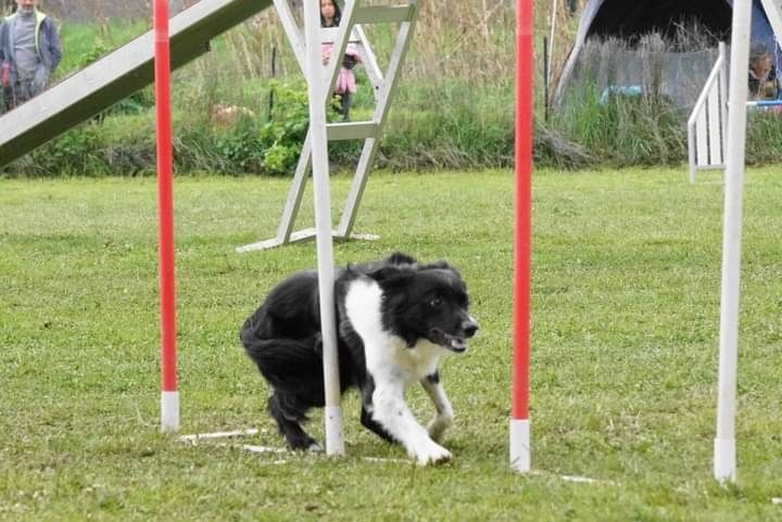 des Crocs de Provence - Juji Gatamé au concours d'agility de Cannes