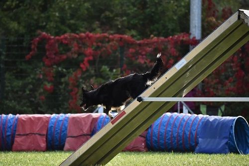 des Crocs de Provence - Concours d'agility de Tarascon