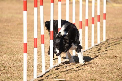 des Crocs de Provence - Concours d'agility de Cannes