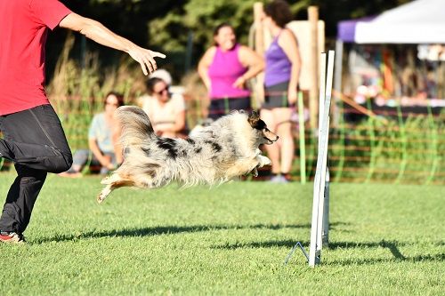 des Crocs de Provence - Concours d'agility de Mouriès