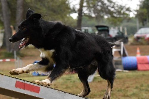 des Crocs de Provence - Championnat de France d'agility 2023