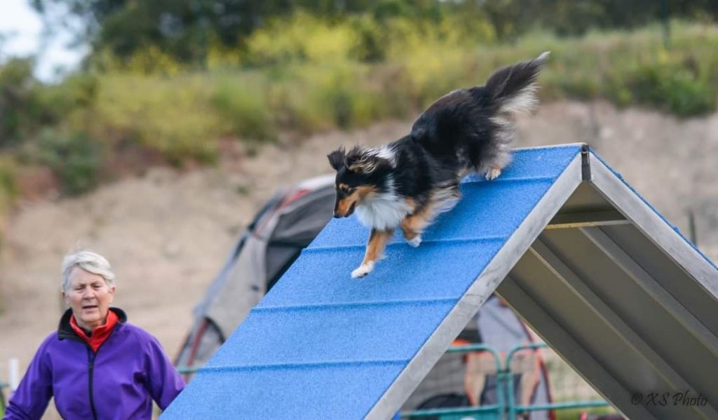 des Crocs de Provence - Brevet d'agility pour Toupie.