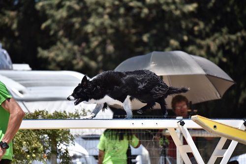 des Crocs de Provence - Juji Gatamé au concours d'agility des Cadéou