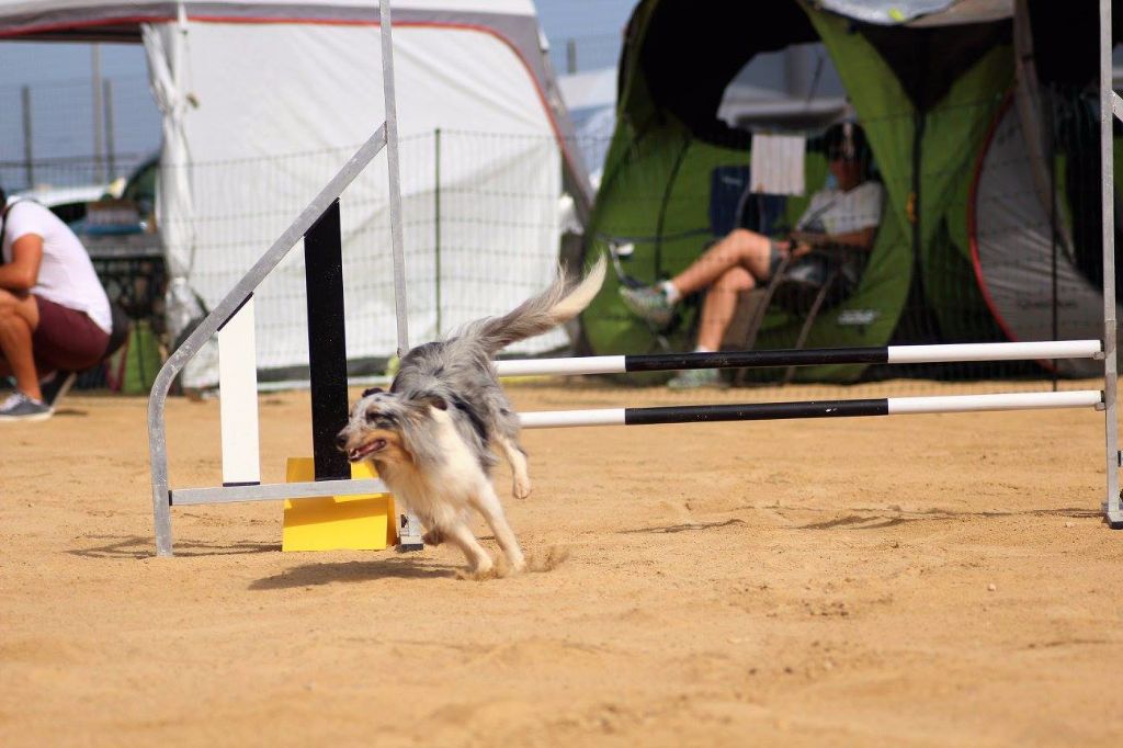 des Crocs de Provence - Concours d'agility de Cuers