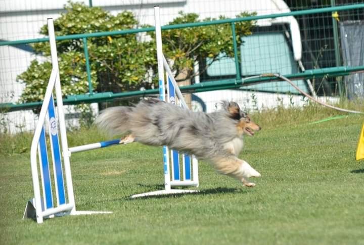 des Crocs de Provence - Concours d'agility des Cadéous