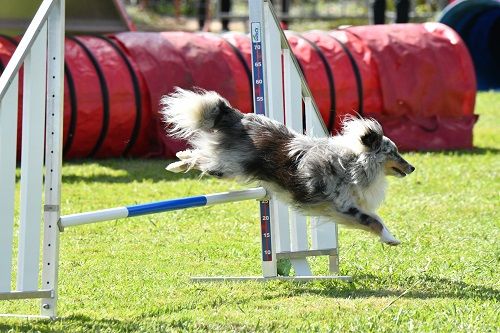 des Crocs de Provence - Concours d'agility des Cadéou