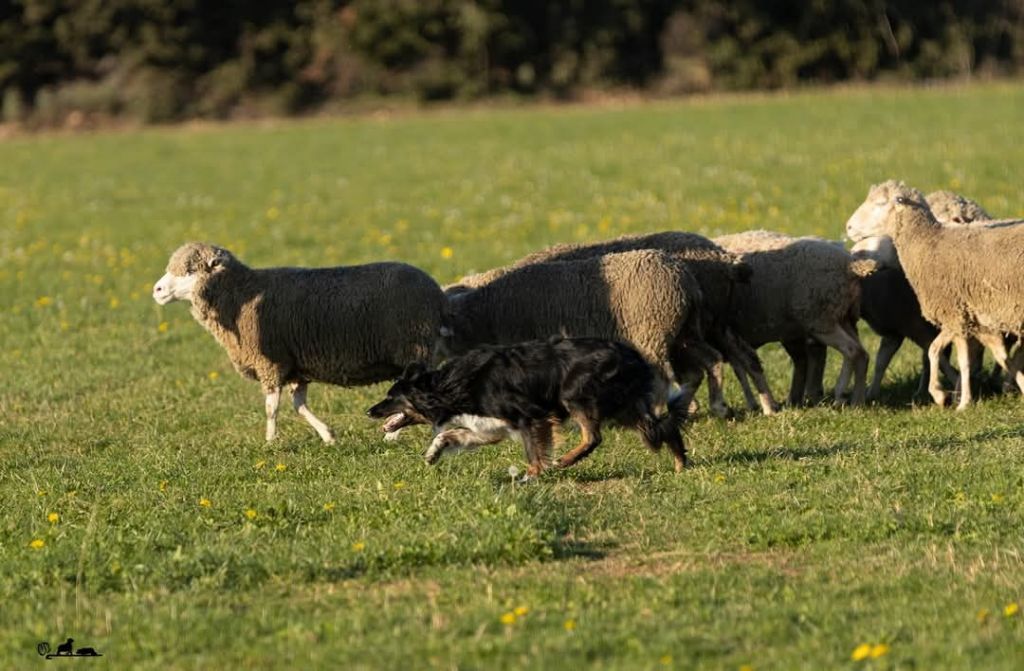 des Crocs de Provence - Des nouvelles d'Occitanie