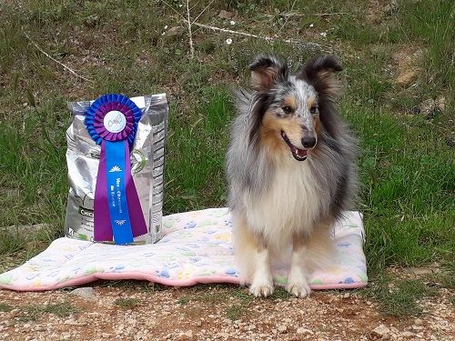 des Crocs de Provence - June Vice Champion de France d'agility 2019