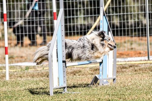 des Crocs de Provence - Retraite d'agility pour J'imagine