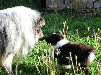 des Crocs de Provence - Idylle et Islay dans leurs nouvelles familles