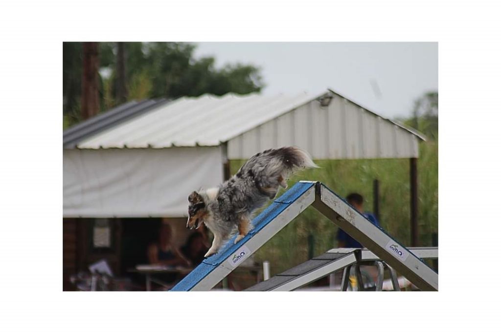 des Crocs de Provence - Concours d'agility de Marignane