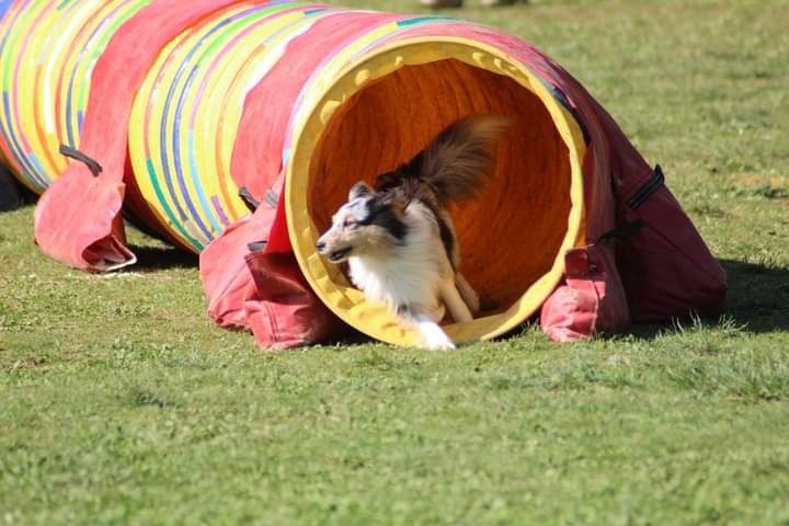 des Crocs de Provence - Brevet d'agility pour Osanna