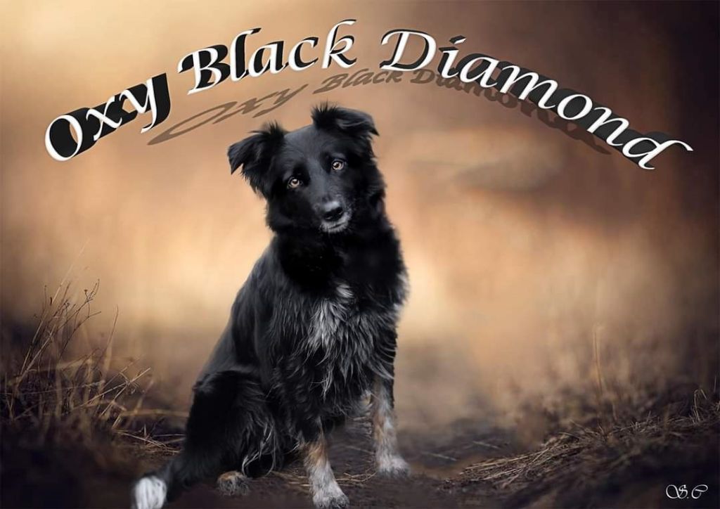 Oxy'black diamond des Crocs de Provence