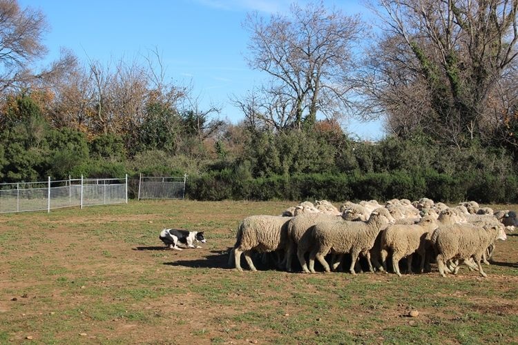 Ippon sorémadé des Crocs de Provence