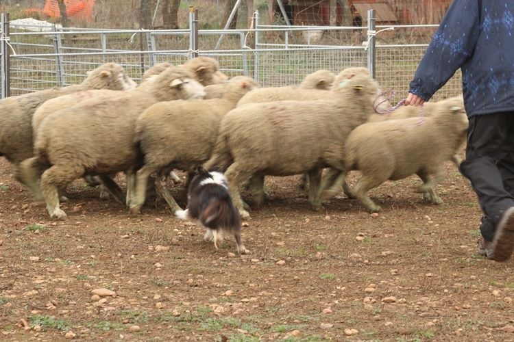 Féline brune des Crocs de Provence