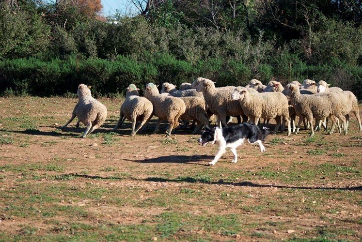 Indian légend dite zia des Crocs de Provence