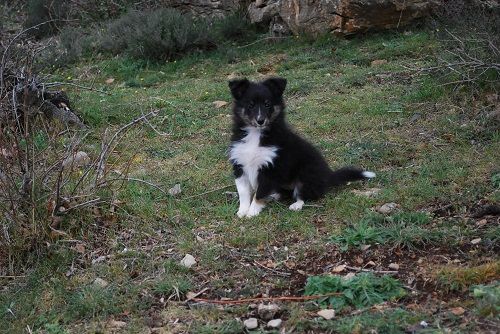 CH. Saori princesse athena brune des Crocs de Provence