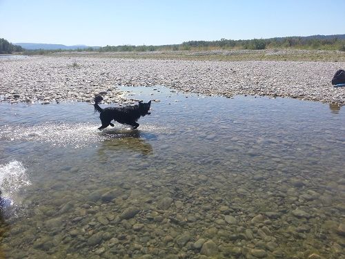 Foxie des Crocs de Provence