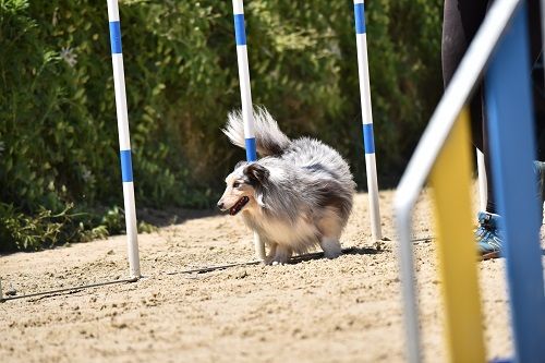 June bleu des Crocs de Provence