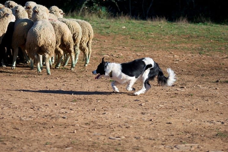 Ippon sorémadé des Crocs de Provence