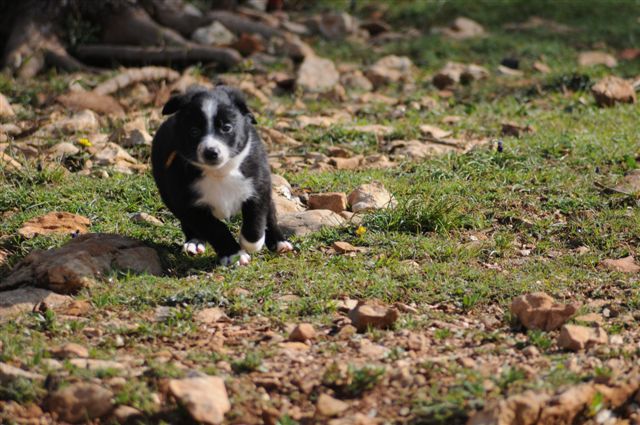 Foxie des Crocs de Provence