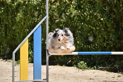 June bleu des Crocs de Provence