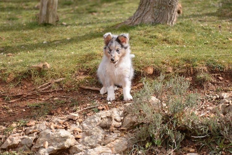 June bleu des Crocs de Provence