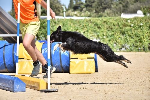 On des Crocs de Provence