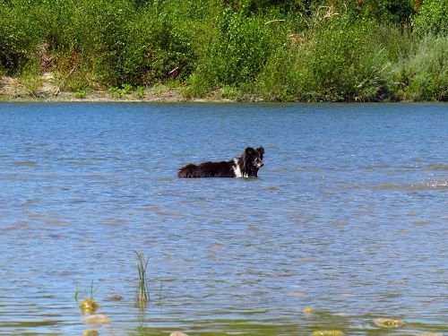 CH. Cheyenne la noire de L'Estérazur du Lac