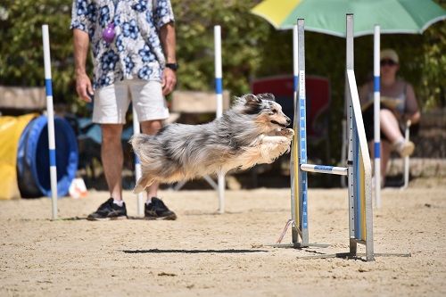 June bleu des Crocs de Provence