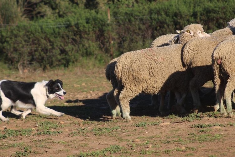 Ippon sorémadé des Crocs de Provence