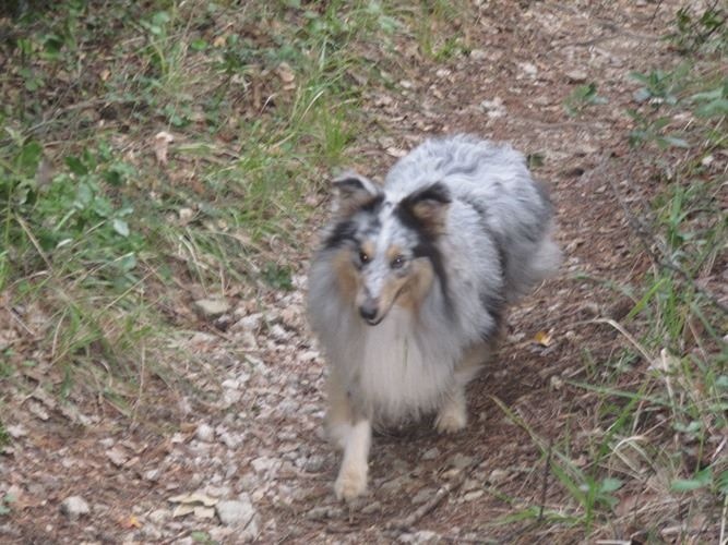 June bleu des Crocs de Provence