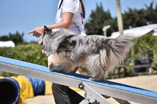 June bleu des Crocs de Provence