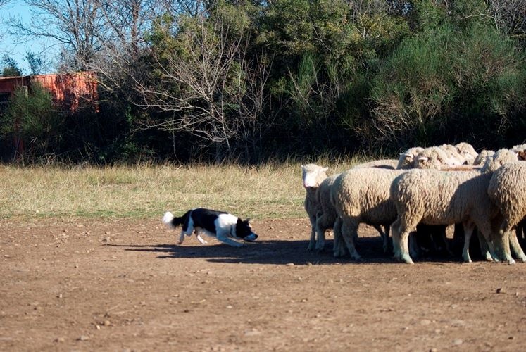 Ippon sorémadé des Crocs de Provence