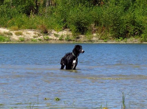 Foxie des Crocs de Provence