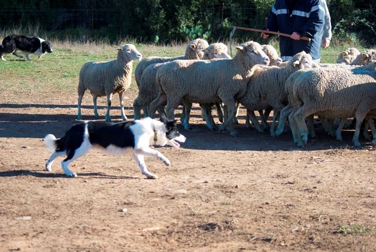 Ippon sorémadé des Crocs de Provence