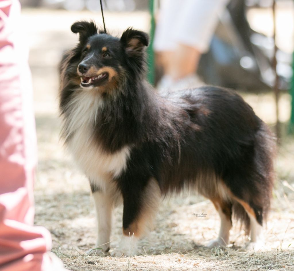 CH. Saori princesse athena brune des Crocs de Provence