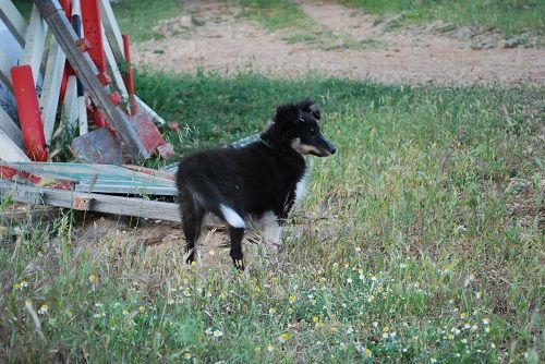 CH. Saori princesse athena brune des Crocs de Provence