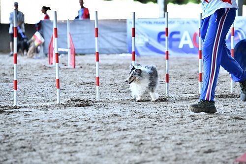 CH. Légolas esprit rebelle le bleu du grain de soleil