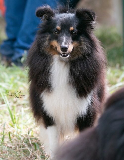 CH. Saori princesse athena brune des Crocs de Provence