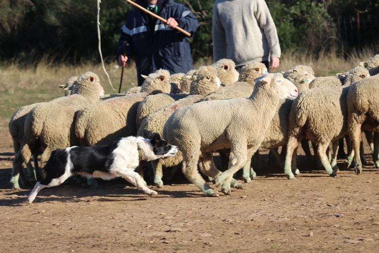 Ippon sorémadé des Crocs de Provence