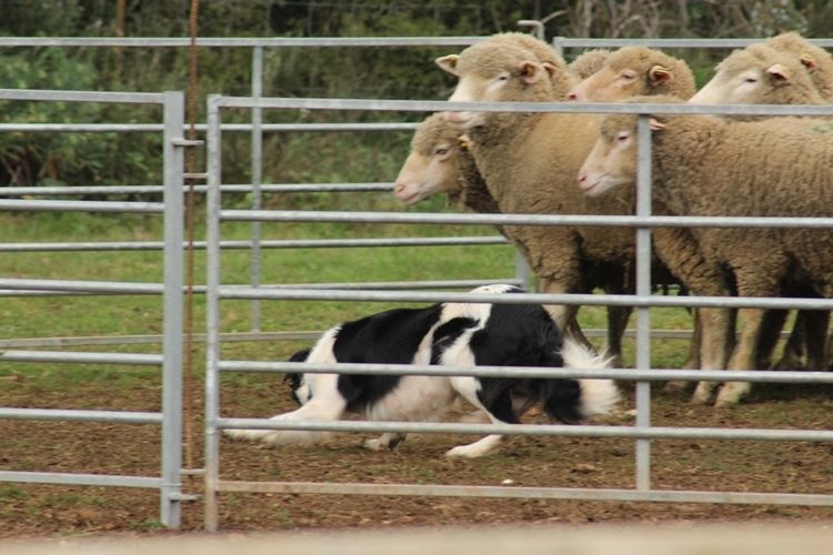 Ippon sorémadé des Crocs de Provence