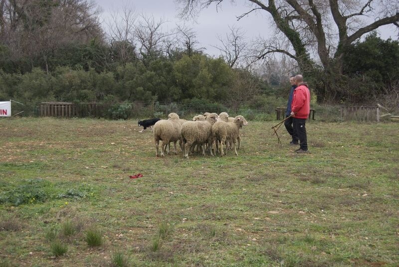 Juji gatamé des Crocs de Provence