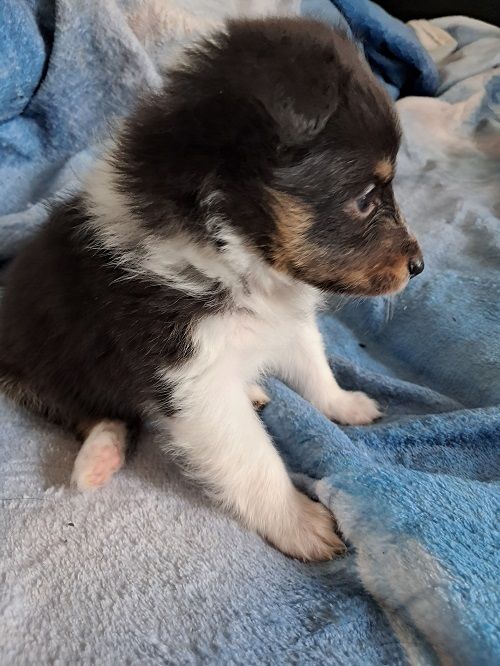 des Crocs de Provence - Chiot disponible  - Shetland Sheepdog