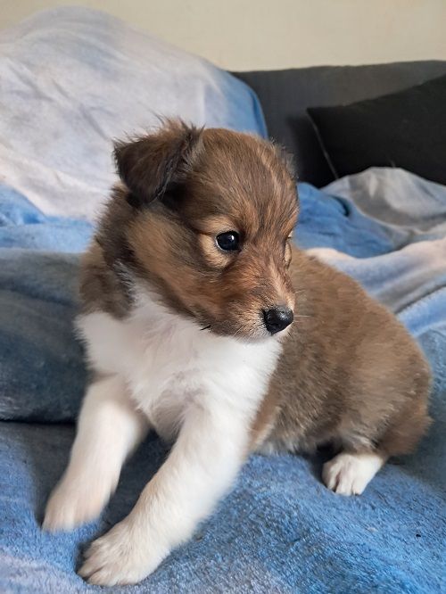 des Crocs de Provence - Chiot disponible  - Shetland Sheepdog