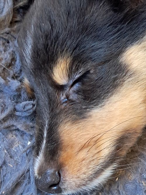 des Crocs de Provence - Chiot disponible  - Shetland Sheepdog